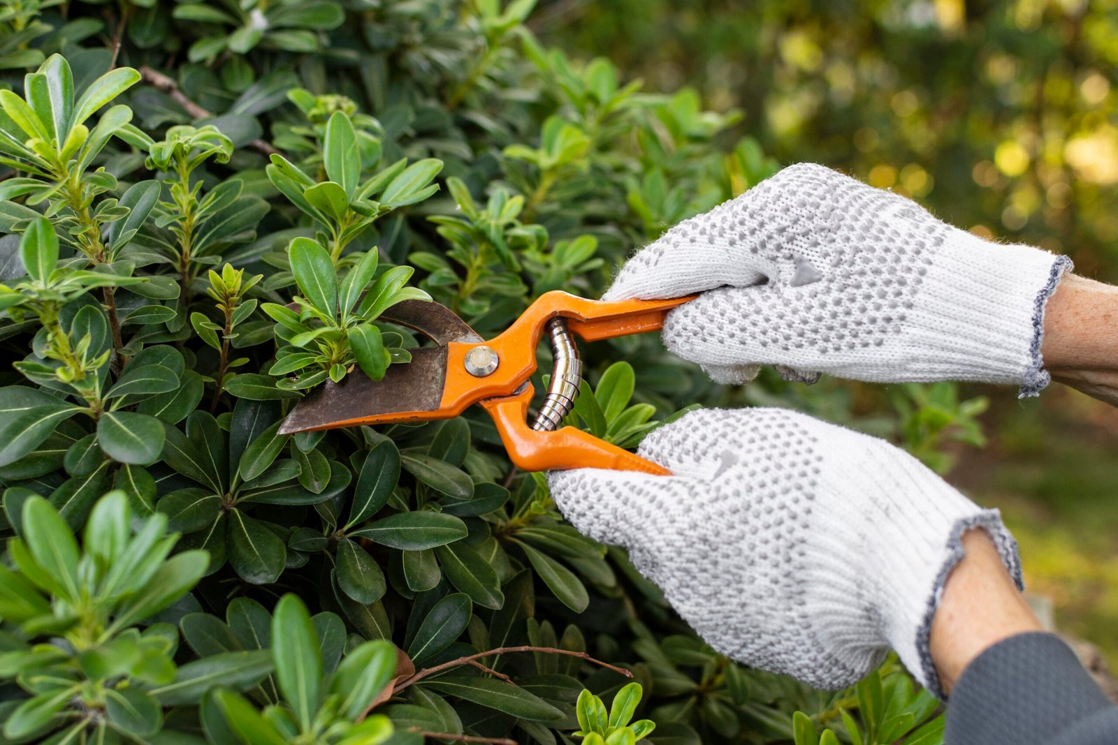 close up cutting plant leaves
